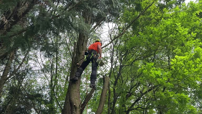 How Our Tree Care Process Works  in  Newport, OH