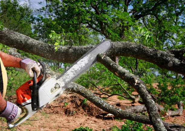 Best Commercial Tree Services  in Newport, OH